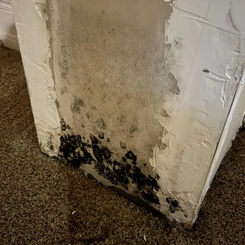 Professional Mold Removal in Jeffersonville, KY